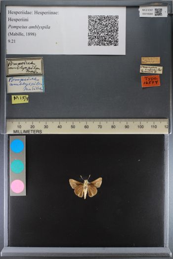 Media type: image;   Entomology 16584